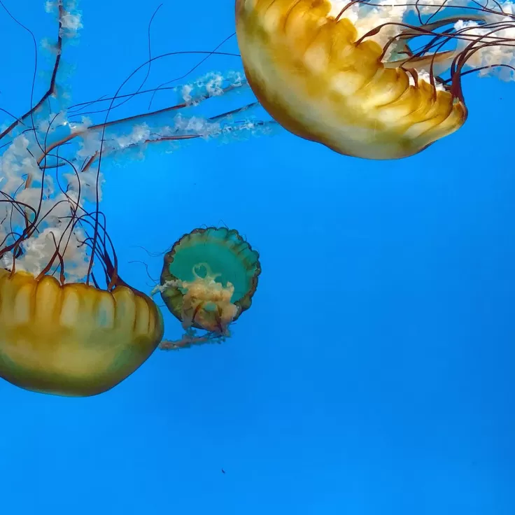 National Aquarium