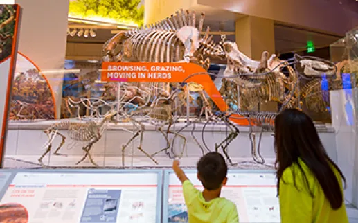 Adult and child pointing up to a fossil of a dinosaur 